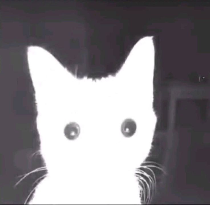 картинка не загружена:(