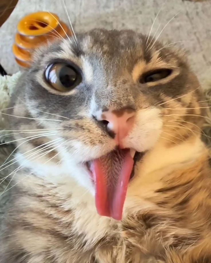 картинка не загружена:(